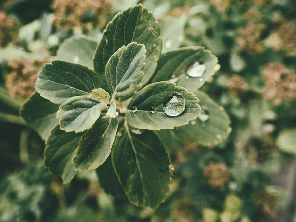 beautiful summer plant with raindrops on green leaves - Fotoğraf, Görsel