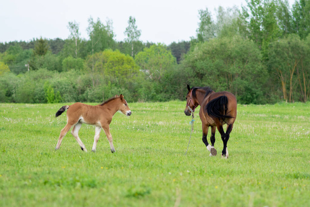 A bay horse with a foal in a field on a grazing. High quality photo - 写真・画像
