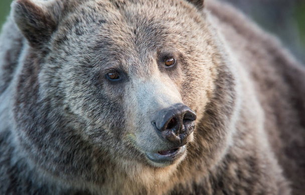 Γκρίζλι αρκούδα στην άγρια φύση - Φωτογραφία, εικόνα