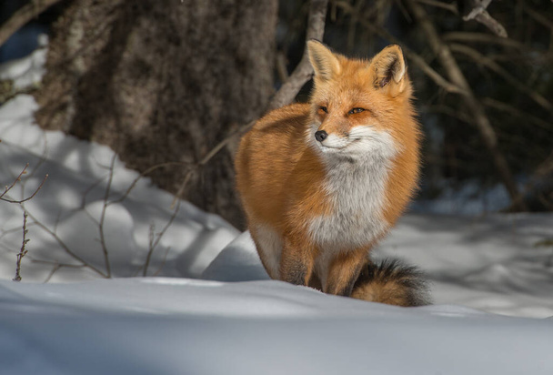 Red fox in the wild - Foto, afbeelding