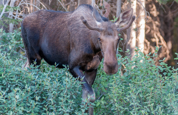 野生の雄牛のムース - 写真・画像