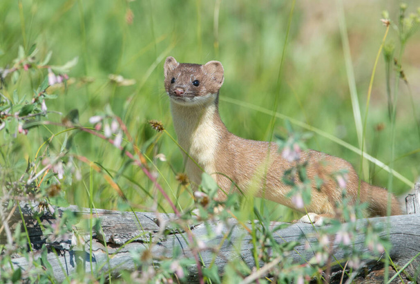 Long tailed weasel in the wild - Φωτογραφία, εικόνα