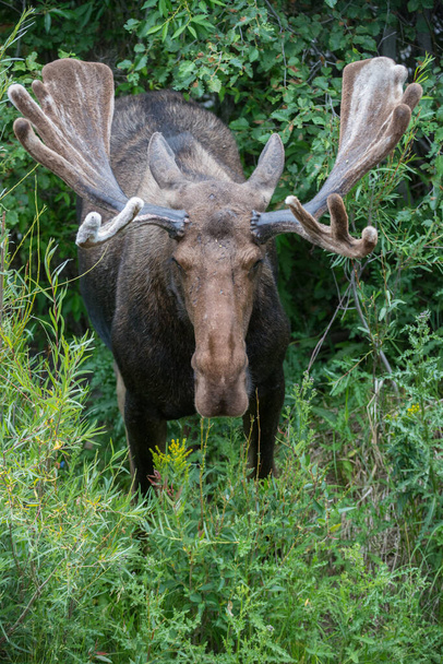 Stier eland in het wild - Foto, afbeelding