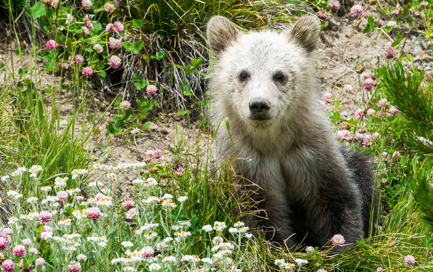 Γκρίζλι αρκούδα στην άγρια φύση - Φωτογραφία, εικόνα