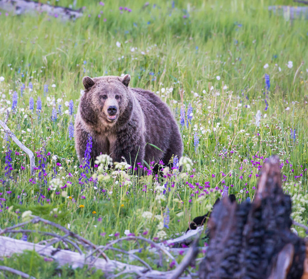 Καφέ αρκούδα γκρίζλι στην άγρια φύση  - Φωτογραφία, εικόνα