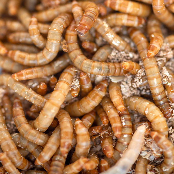 Closeup mealworm for use as food for birds and poultry - Photo, Image