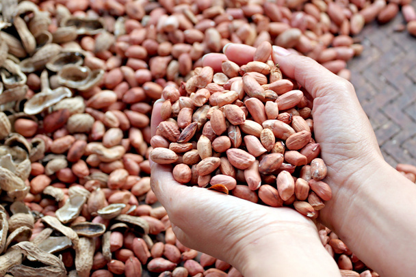 Peanuts shelled out in hand. - Photo, Image