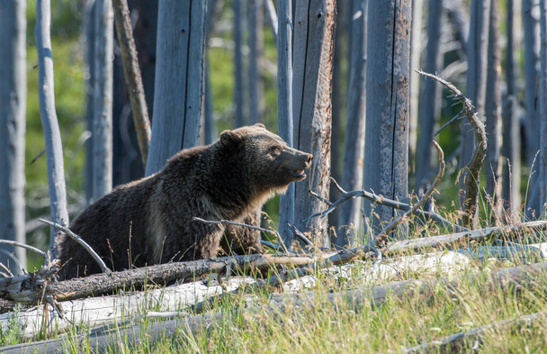 grizzly medve a vadonban - Fotó, kép