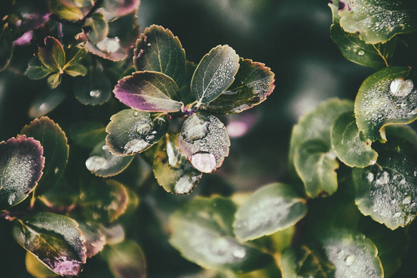 bellissimo cespuglio verde estivo con gocce di pioggia sulle foglie in primo piano - Foto, immagini