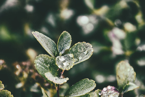 beautiful green summer bush with raindrops on the leaves in close-up - Photo, Image