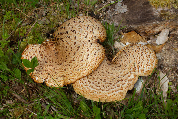 Close up of a basidiomycete bracket fungus also called Polyporus squamosus, Dryad's saddle, Pheasant's back mushroom or Schuppiger Stielporling - Photo, Image