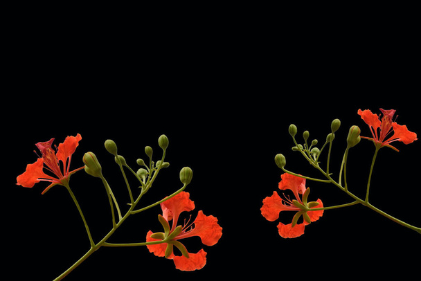 красива червона квітка на фоні квітів з розмиттям
 - Фото, зображення