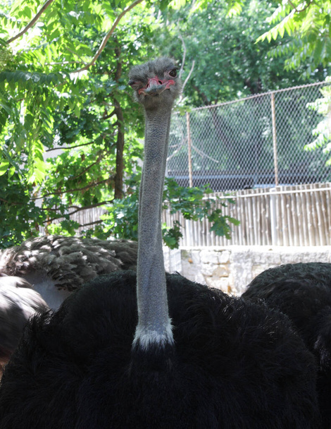 портрет страуса в зоопарке
 - Фото, изображение