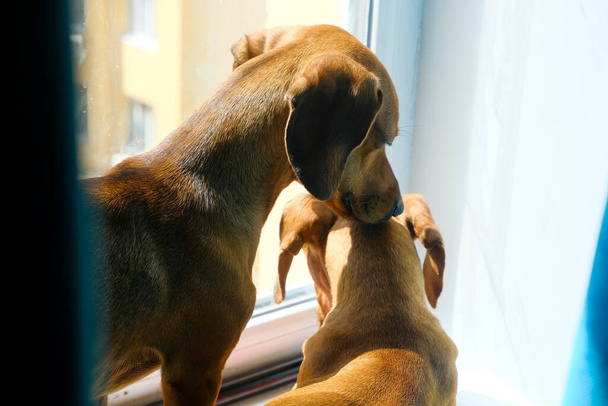 Δύο σκυλιά dachshund στο περβάζι του παραθύρου, χαριτωμένα σκυλιά, επιλεκτική εστίαση - Φωτογραφία, εικόνα