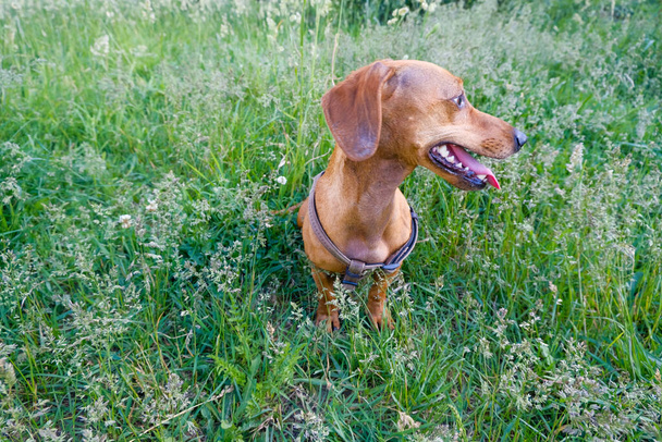 公園を歩くダックスフントの子犬、夏の日、選択的な焦点 - 写真・画像