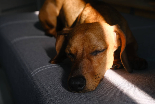 Νυσταγμένος σκύλος dachshund στον καναπέ, κοντινό πλάνο, επιλεκτική εστίαση  - Φωτογραφία, εικόνα