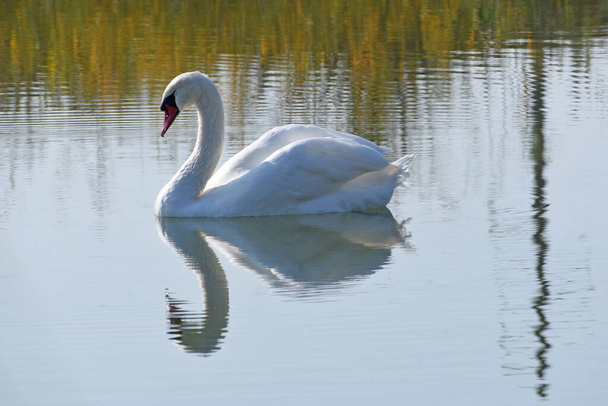красивый белый лебедь, купающийся на поверхности озера в летний день  - Фото, изображение