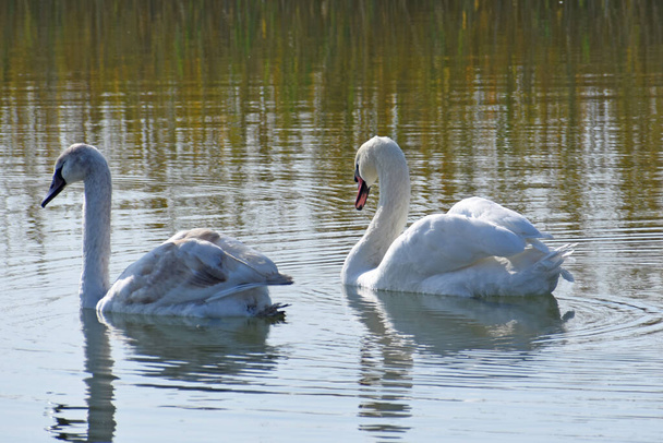 bellissimi cigni bianchi che nuotano sulla superficie dell'acqua del lago durante la giornata estiva  - Foto, immagini