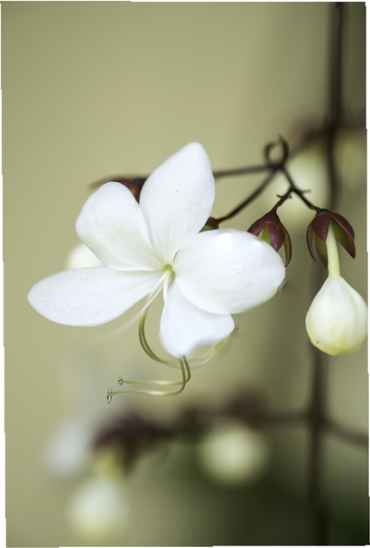 Close up white lovely flower(Clerodendrum wallichii, Clerodendrum nutans,Bridal veil) - Photo, Image