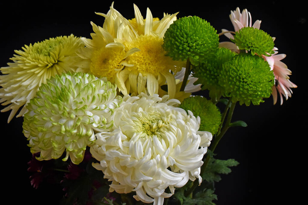 beautiful chrysanthemums on dark background, summer concept, close view   - Photo, Image