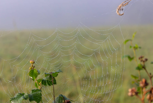 Ιστός αράχνης με πρωινή δροσιά. Ιστός με σταγόνες νερού στο λιβάδι. Καλοκαιρινή φύση το πρωί. Νήμα αράχνης στο γρασίδι. Όμορφη φύση στις λεπτομέρειες. Ομίχλη στο πεδίο με δίχτυ αράχνης σε πρώτο πλάνο. - Φωτογραφία, εικόνα