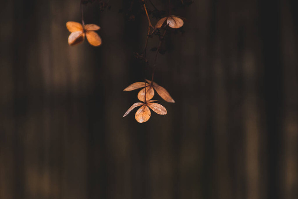 beautiful delicate forgotten brown flowers in a dark autumn garden - Foto, immagini