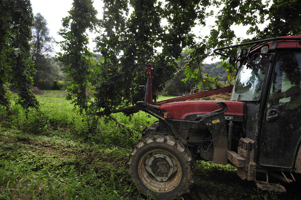 hop harvest or hop picking with a tractor on the field - Photo, Image