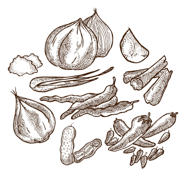 Set of herbs and spices doodle - Vector, Image