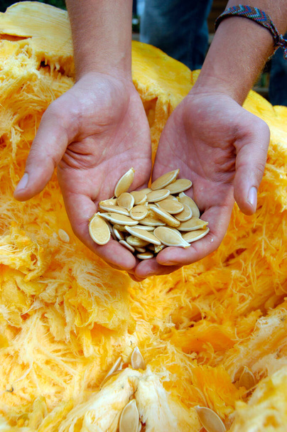 las manos que sostienen y muestran las semillas de calabaza, las semillas comestibles de la calabaza
 - Foto, Imagen