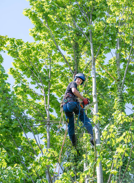 Een Boom Chirurg of Arborist met een kettingzaag werkend in een boom - Foto, afbeelding