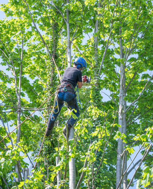 Een Boom Chirurg of Arborist met behulp van veiligheidstouwen en een kettingzaag werken in een boom. - Foto, afbeelding