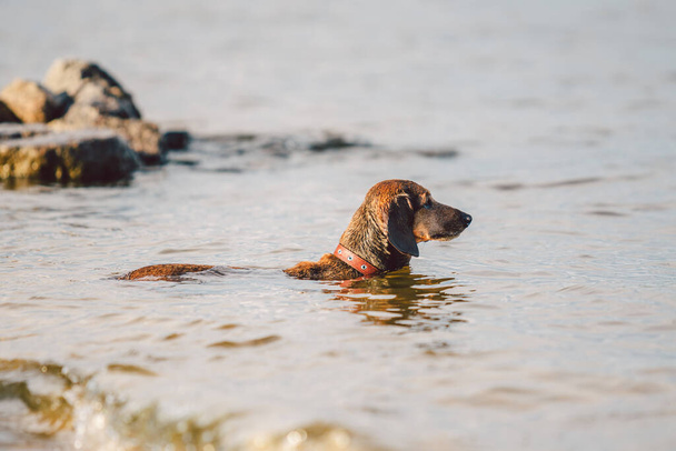 Yaşlı kahverengi bir Dachshund köpeği nehir kıyısındaki suda durur ve sahibine bakar. Köpek bir gölette soğur. Evcil hayvan gölde yıkanır. Dachshund yüzme yaz zamanı. - Fotoğraf, Görsel