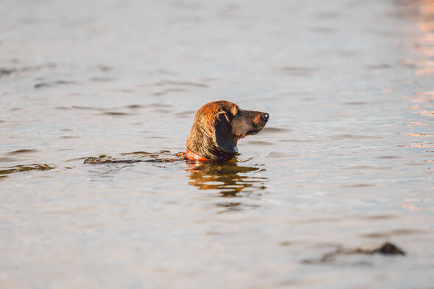 Un viejo perro Dachshund marrón se para en el agua en la orilla del río y mira a la distancia a su dueño. El perro se enfría en un estanque. Animales de compañía se baña en el lago. Dachshund nadar hora de verano
. - Foto, imagen