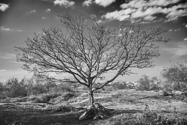 Tarladaki yaşlı ağaç. - Fotoğraf, Görsel