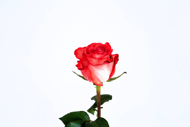 krásný delikán červená růže květiny izolované na bílém izolovaném pozadí - Fotografie, Obrázek