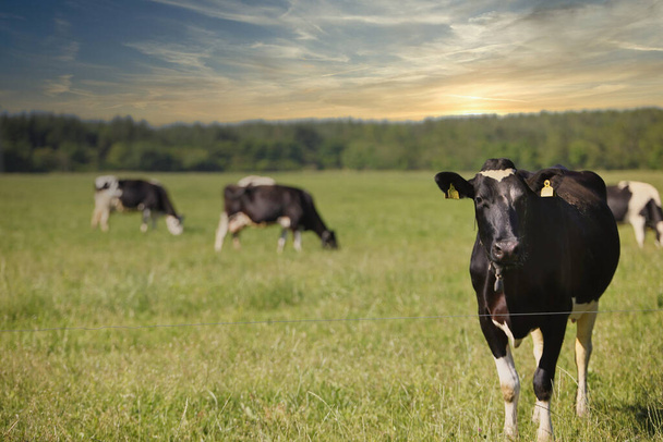 Krávy kráčející a užívající si pole zelené trávy - Fotografie, Obrázek