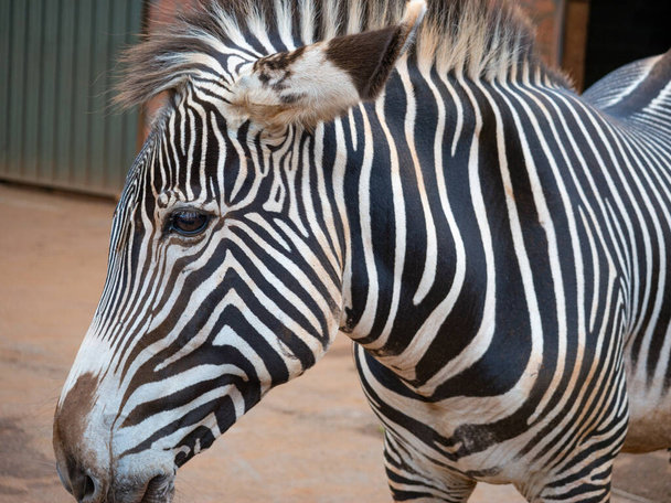 Мирная зебра оглядывается вокруг. Она в его доме в природном парке Кабарсено в Кантабрии, Испания
. - Фото, изображение