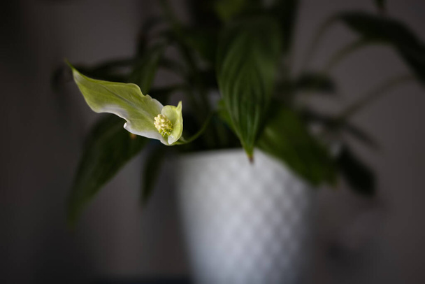 schöne Hausblume in einem weißen Topf, der die Luft im Regal in Großaufnahme reinigt - Foto, Bild