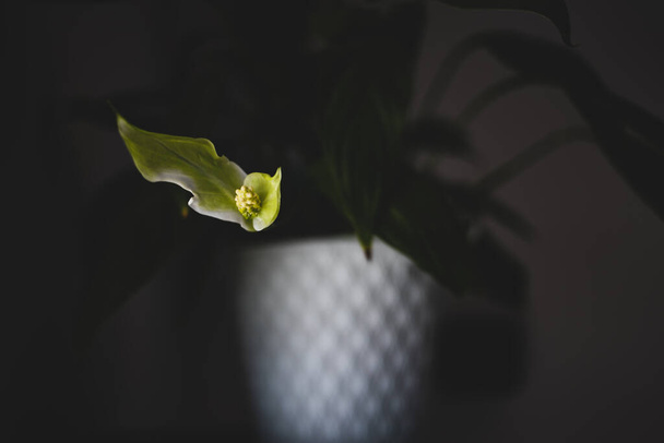 hermosa flor casera en una olla blanca limpiando el aire en el estante en primer plano
 - Foto, imagen