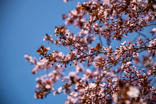 красива весняна ялинка, повна маленьких ніжних рожевих квітів в красивий теплий сонячний день
 - Фото, зображення