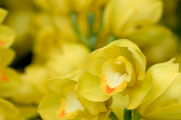 Beaucoup de fleurs jaunes d'orchidée
 - Photo, image