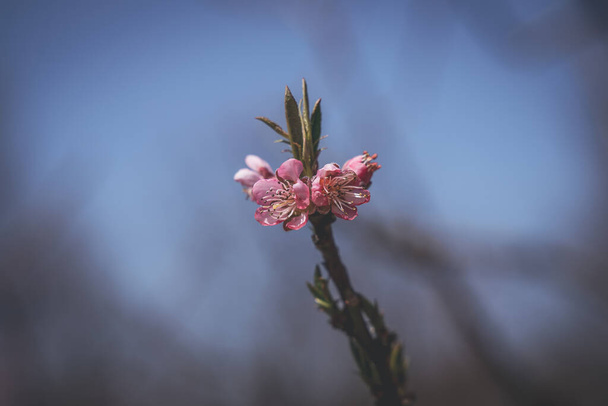 kaunis haara puun valkoinen kevät vaaleanpunaisia kukkia lämpimänä aurinkoisena päivänä lähikuva - Valokuva, kuva