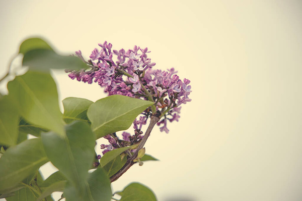 beautiful spring twig of blooming purple lilac with green leaves - Fotó, kép