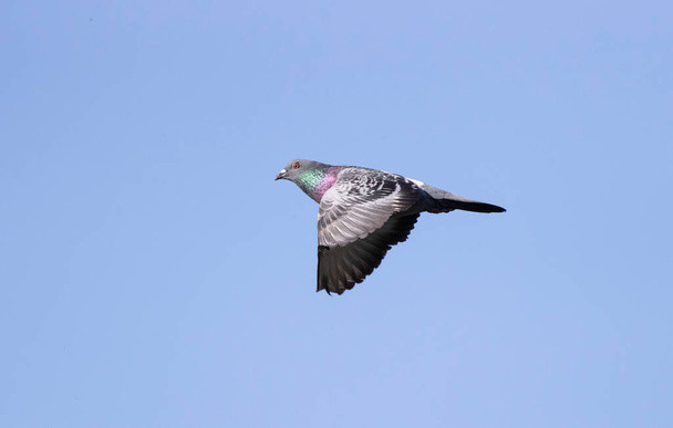 Paloma de roca, paloma de roca o paloma común (Columba livia) de cerca en vuelo
 - Foto, Imagen