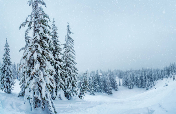 beautiful winter landscape. fir trees covered with snow in mountains. - Foto, Imagen