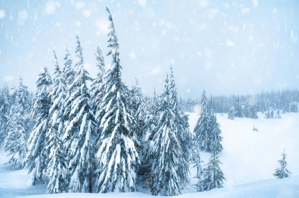 fir trees covered with snow. beautiful winter landscape - 写真・画像