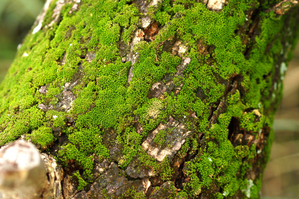 fa borított moha. háttér - Fotó, kép