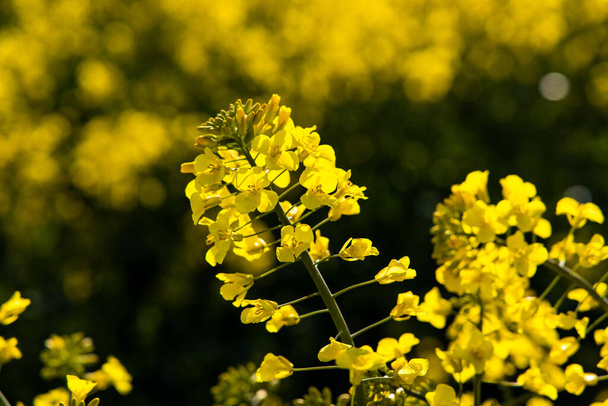 青い雲のない牧歌的な空に対する美しい穏やかなミニマルな黄色の春の菜の花畑 - 写真・画像