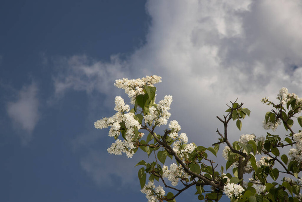 красивий квітучий білий весняний бузковий з зеленим листям на фоні блакитного неба
 - Фото, зображення