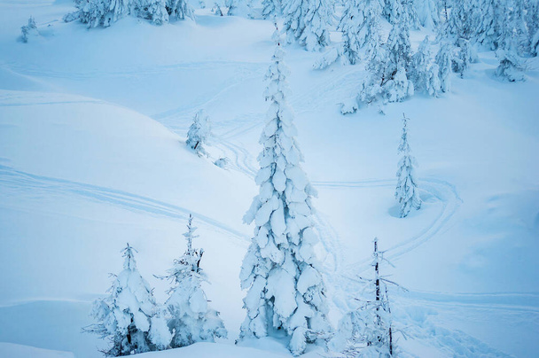 fir trees covered with snow. beautiful winter landscape - Zdjęcie, obraz